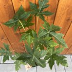Papája Melónová (Carica papaya) - výška 40-50 cm, kont. C1.5L 